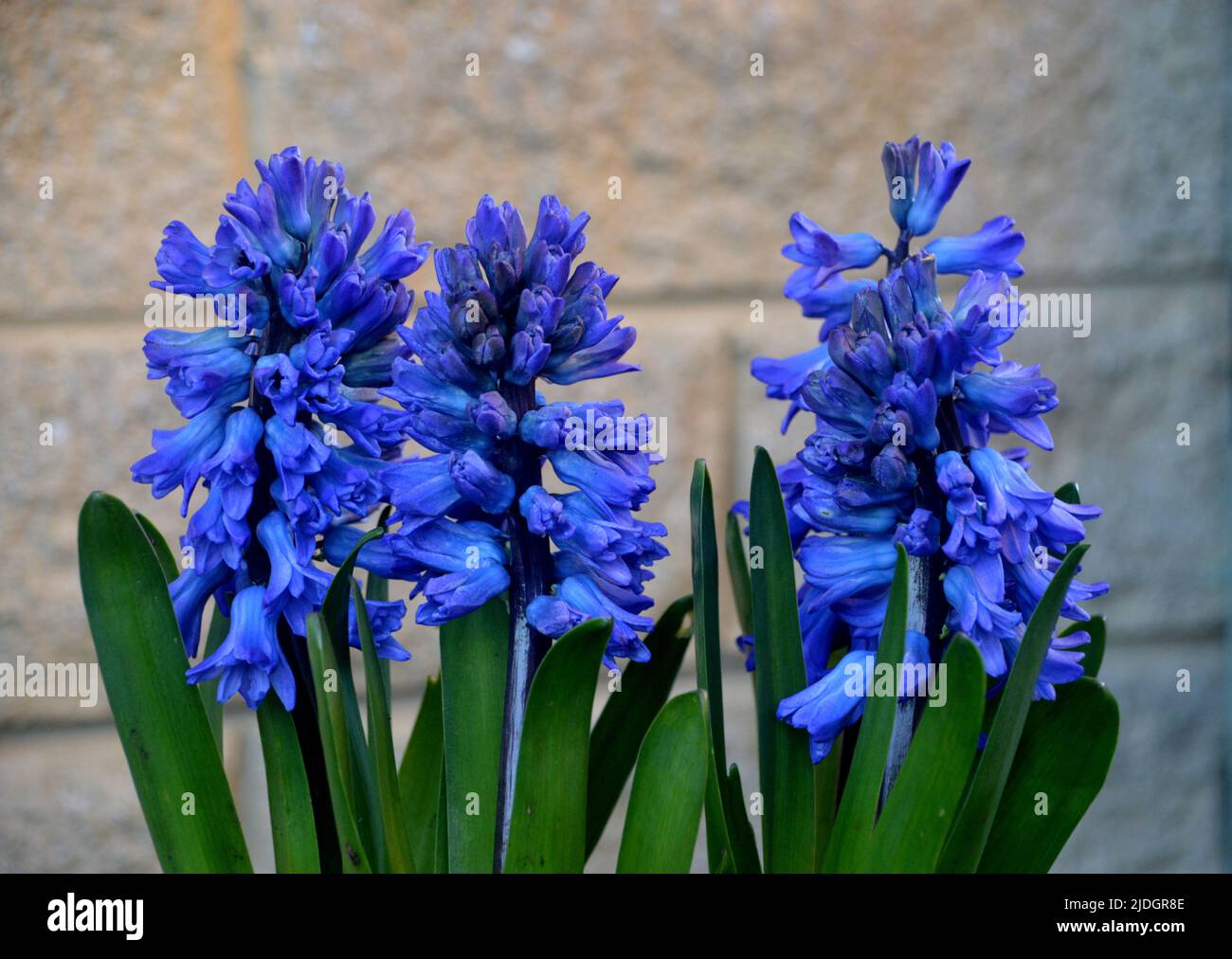 Blue Hyacinthus Orientalis 'Aqua' (Dutch Hyacinth) grown in an English Country Garden, Lancashire, England, UK Stock Photo