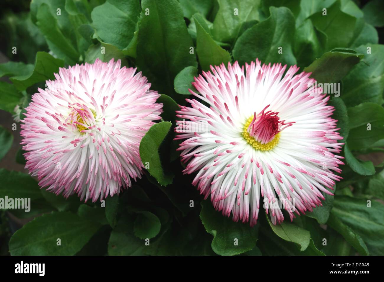 Two Pink/White Bellis Perennis 'Pomponette' (English Daisy) Bicolour Double Flowers grown in an English Country Garden, Lancashire, England, UK Stock Photo