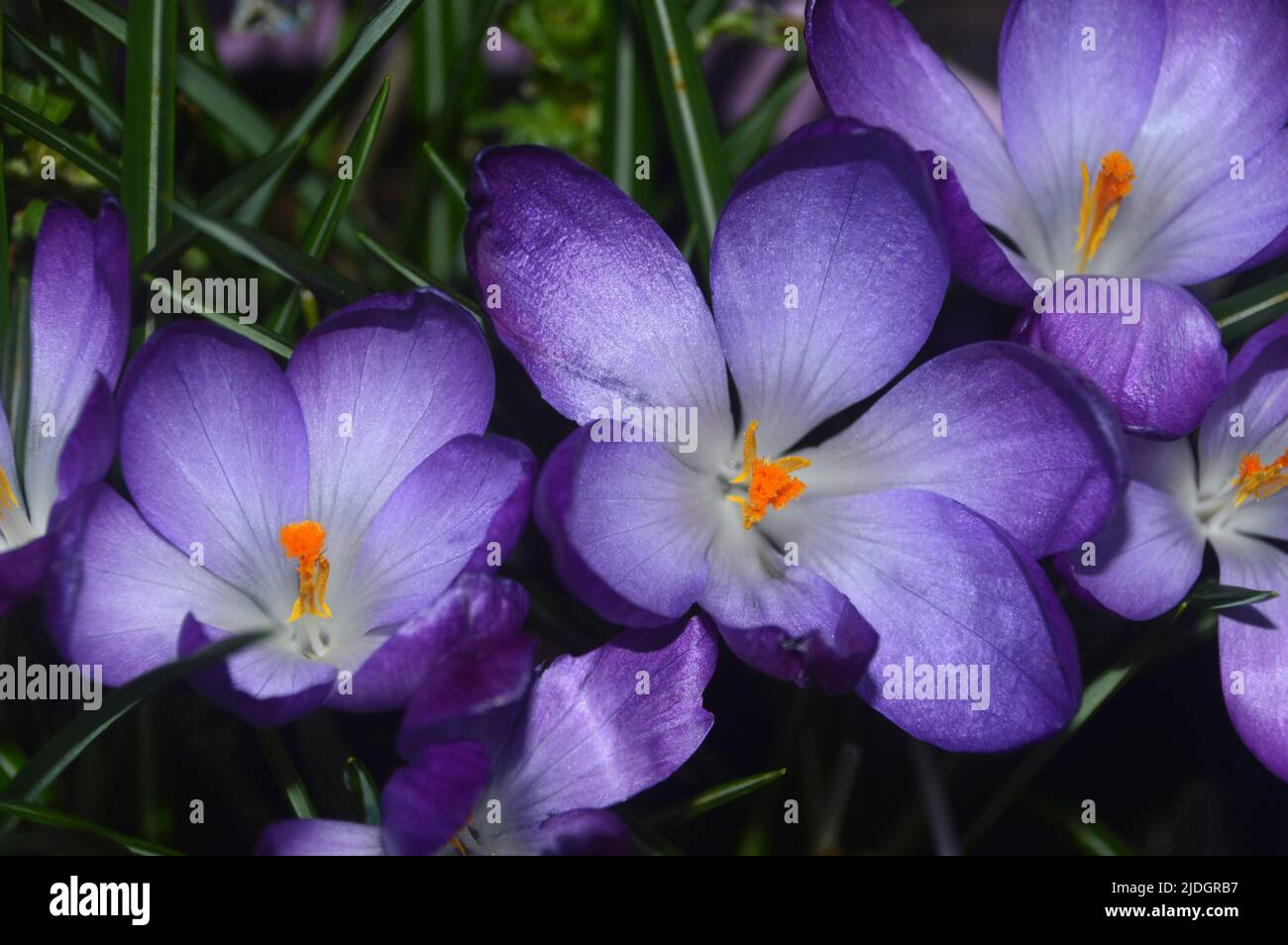 Purple/Lilic/Mauve Crocus Tommasinianus 'Ruby Giant' (Early Crocus