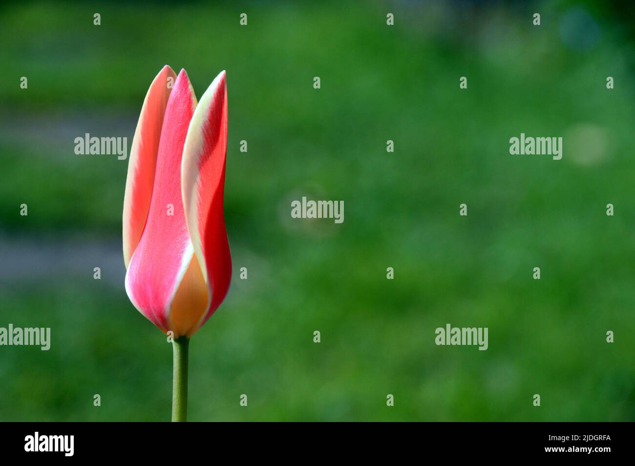 Single Pink/Yellow Tulipa Clusiana Tinka (Tulip Tinka) grown in an