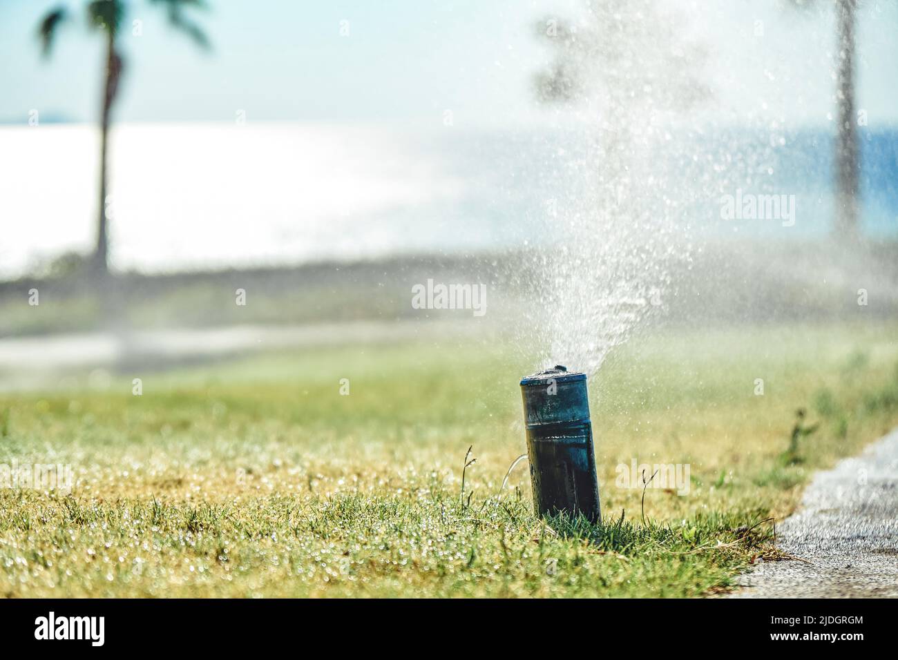 Watering system sprays water on green lawn on territory of hotel. Grass watered on bright sunny day at resort. Summer vacation close view Stock Photo
