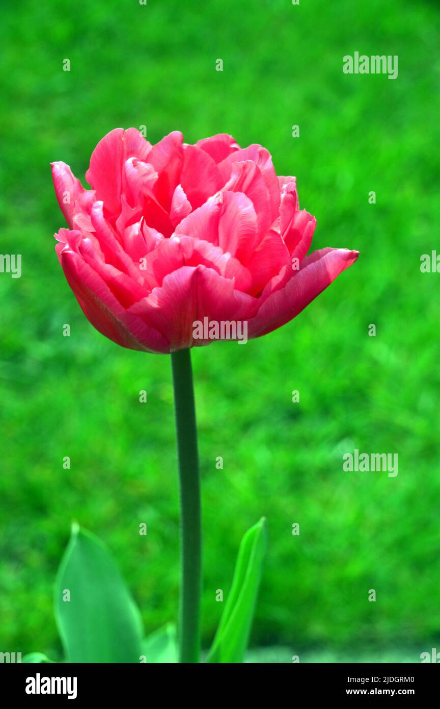 Single Pink Tulipa 'Queen of Marvel' (Double Early Tulip) grown in an