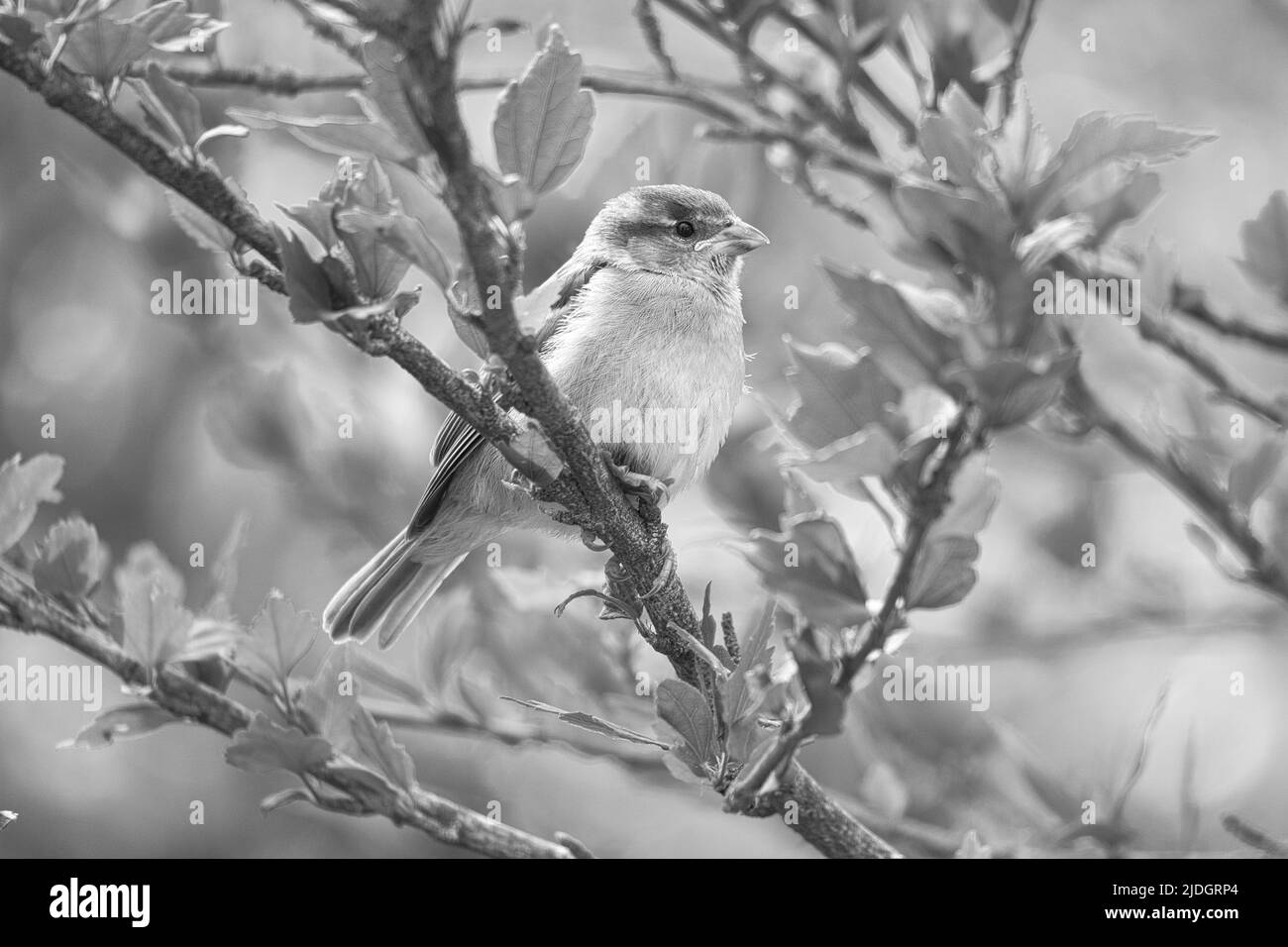 sparrow in black white sitting on a branch in the bush with green leaves in summer. endangered songbird. Animal photo from the wild Stock Photo