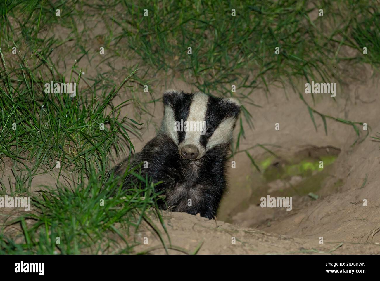 Badger, Scientific name: Meles Meles.  Wild, native badger in natural woodland habitat, leaving the sett in mid summer.  Facing forward.  Close up.  S Stock Photo