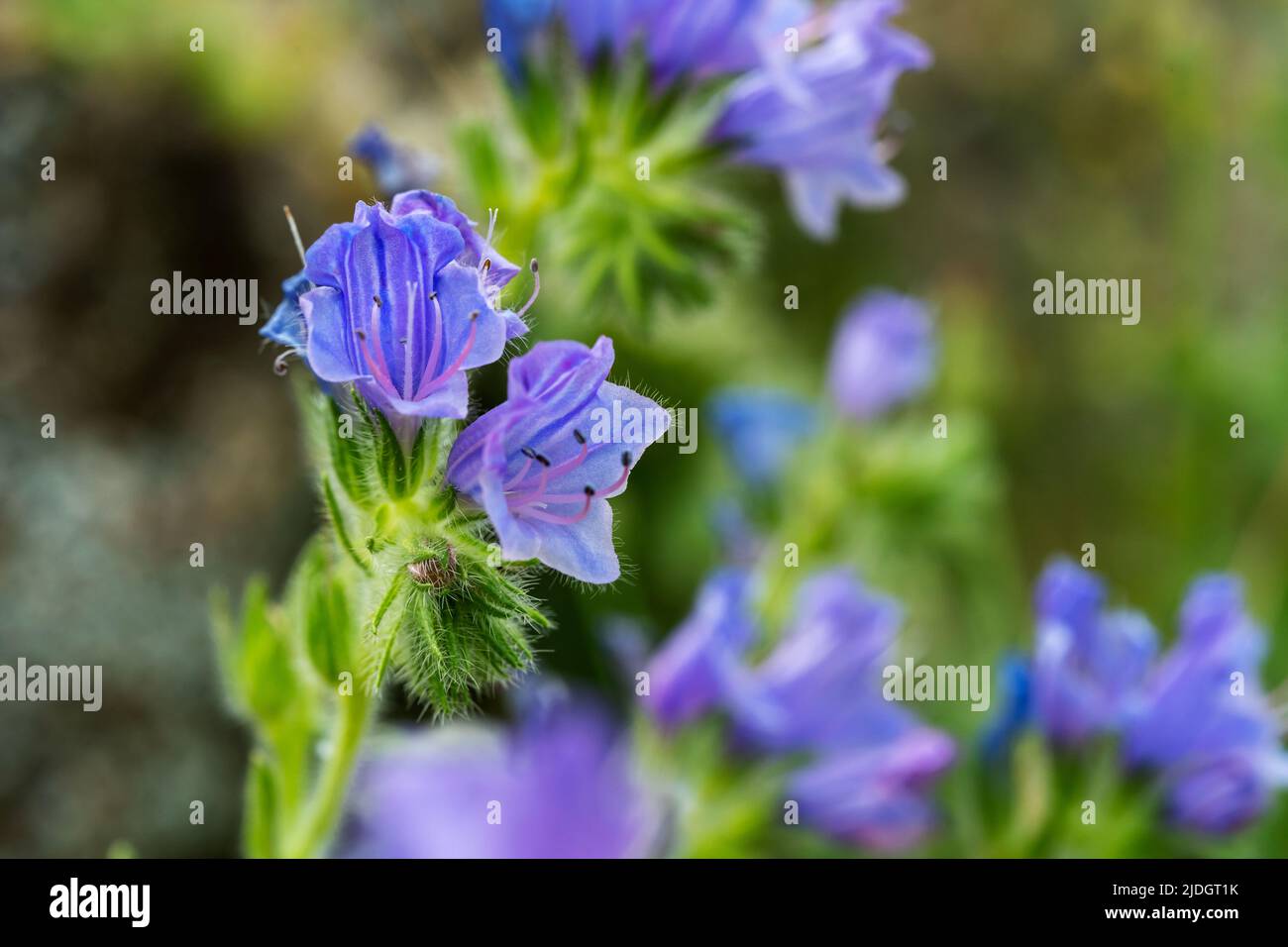 Macro photo of blue melliferious flower of Echium plantagineum commonly known as viper s bugloss and blue weed. Selective focus. Stock Photo
