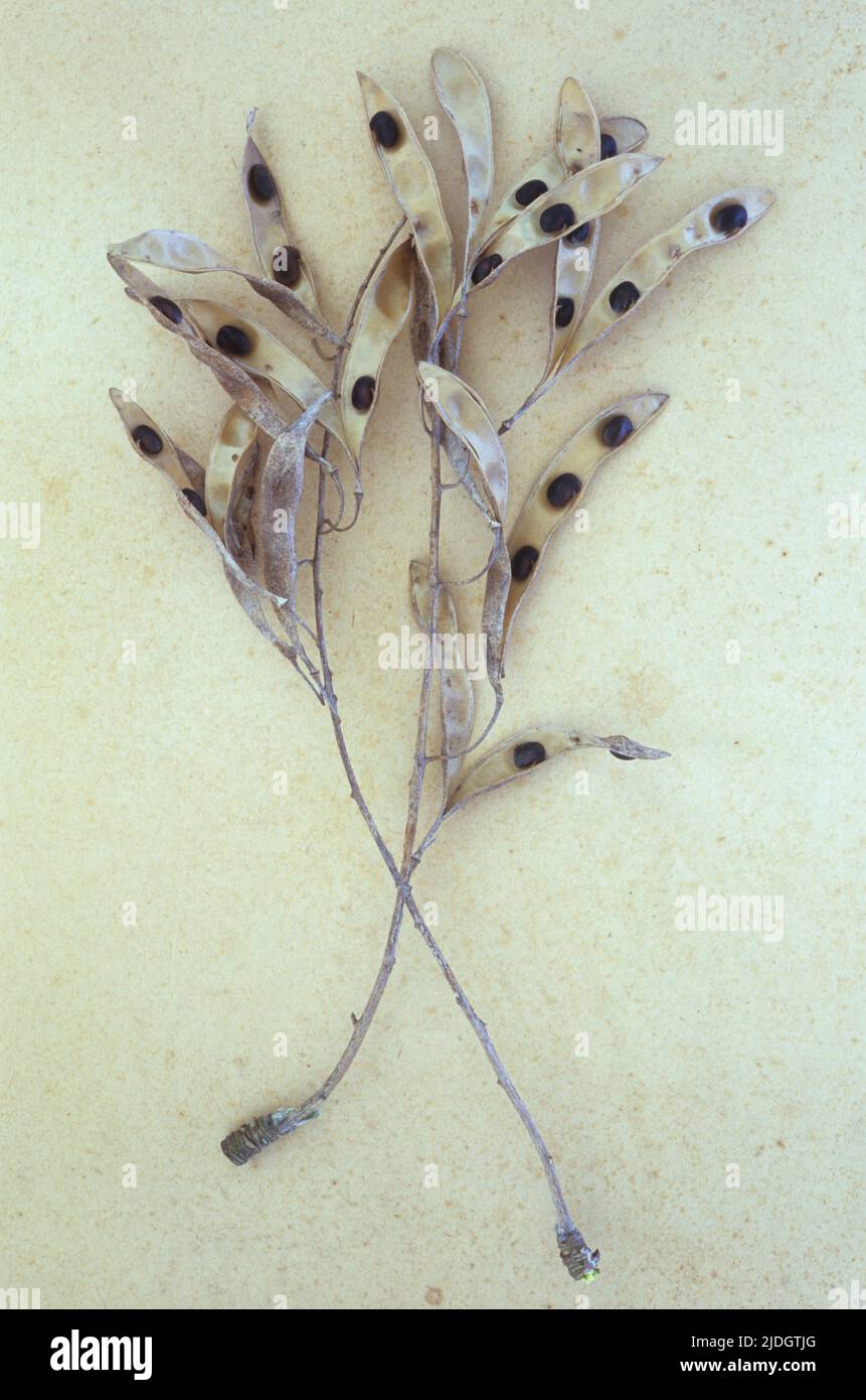 Dried seedpods of Laburnum or Laburnum anagyroides tree lying on antique paper and split open to reveal poisonous seeds Stock Photo