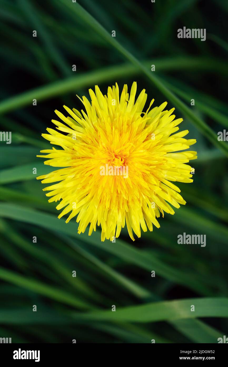 Closeup of nice dandelion head against background with green grass Stock Photo