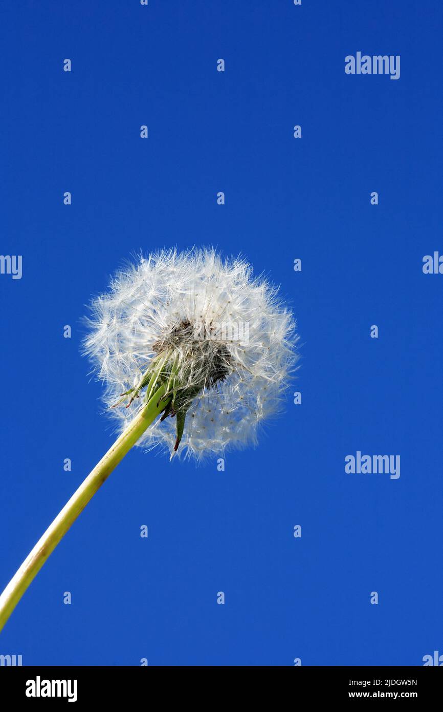Nice fluffy dandelion closeup against blue sky with free space Stock Photo