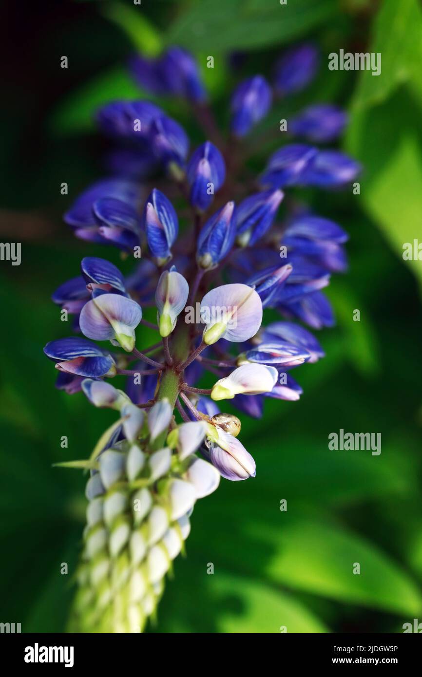 Closeup of very nice freshness blue lupine flower against green grass background Stock Photo