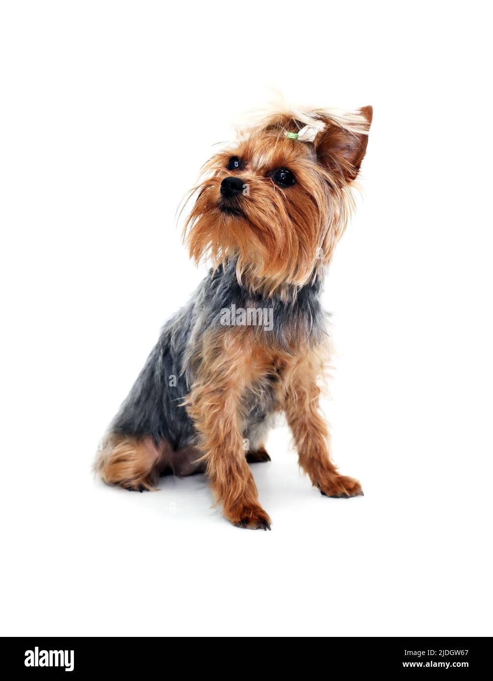 Alone funny puppy yorkshire terrier on white background Stock Photo