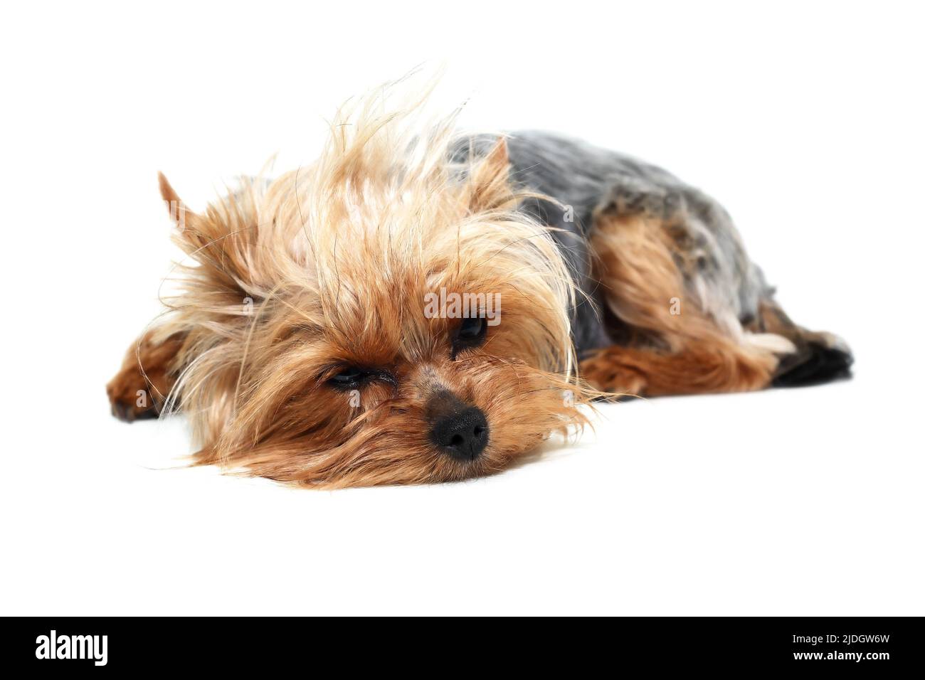 Alone funny puppy yorkshire terrier on white background Stock Photo