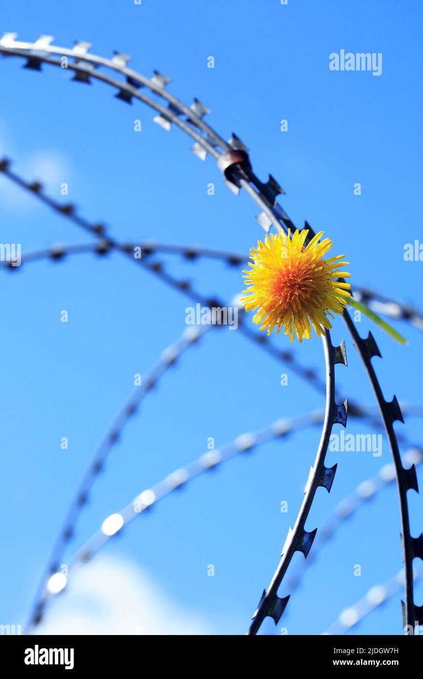 Freedom concept. Yellow dandelion flower on razor wire against blue sky Stock Photo
