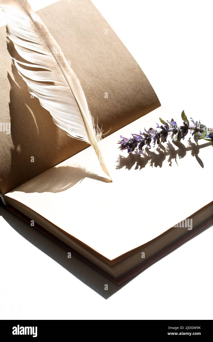 Still life with open book and quill pen near wildflower Stock Photo