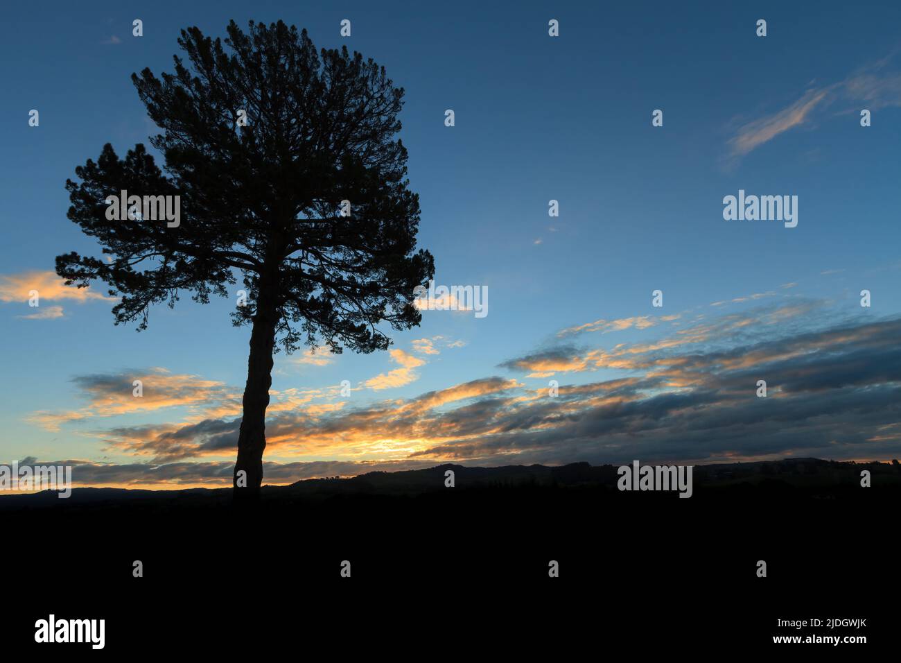 Pine tree black silhouette hi-res stock photography and images - Alamy