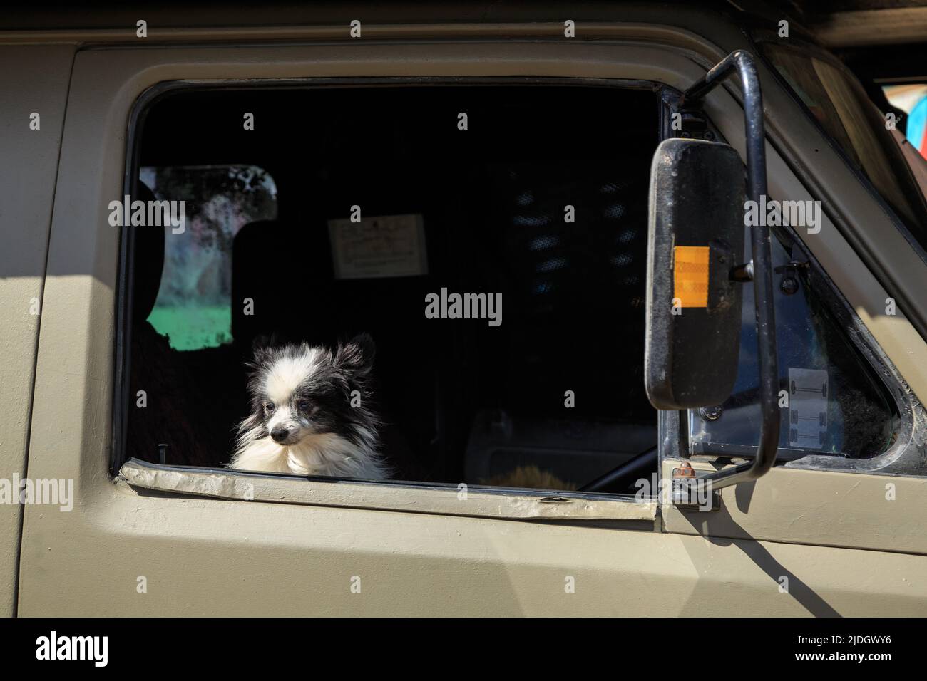 A tiny black and white dog peers out of the window of an old truck Stock Photo