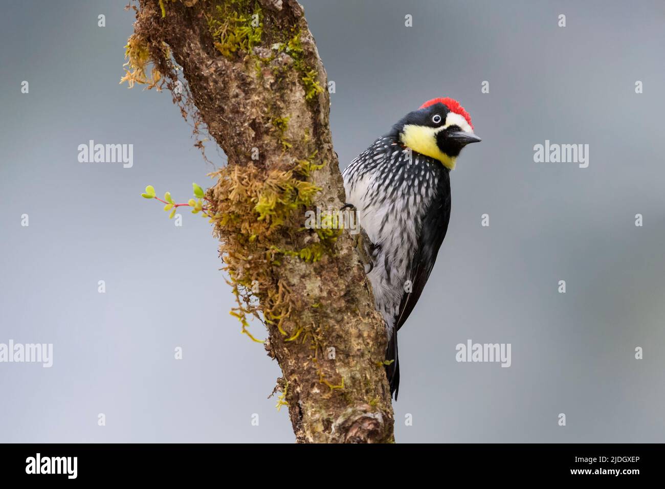 Acorn Woodpecker (Melanerpes formicivorus) on a tree with moss, San Gerardo de Dota, Costa Rica. Stock Photo