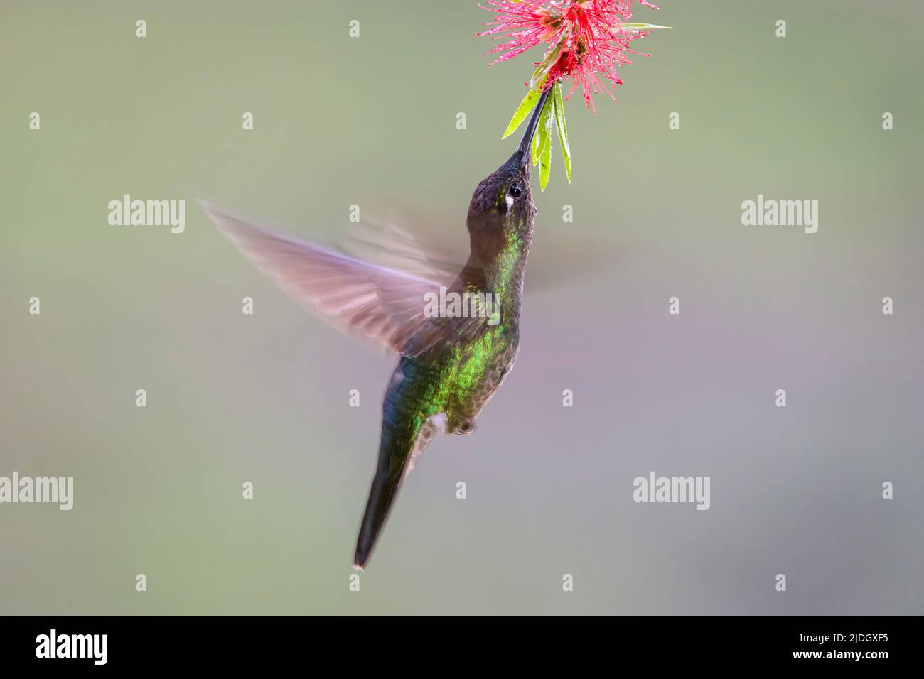 Magnificent Hummingbird (Eugenes fulgens) hovering at flower while feeding on nectar, San Gerardo de Dota, Costa Rica. Stock Photo