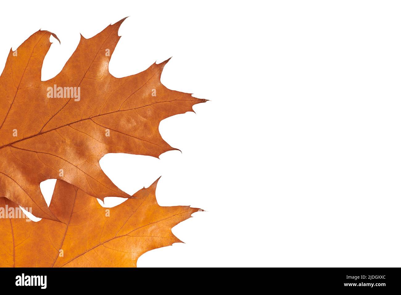 Orange Quercus rubra oak leaves with copy space isolated on white ...