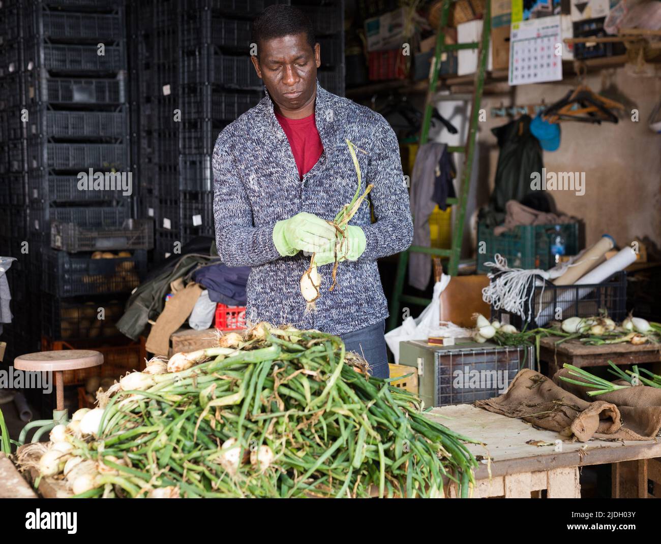 Worker peeling onion hi-res stock photography and images - Alamy