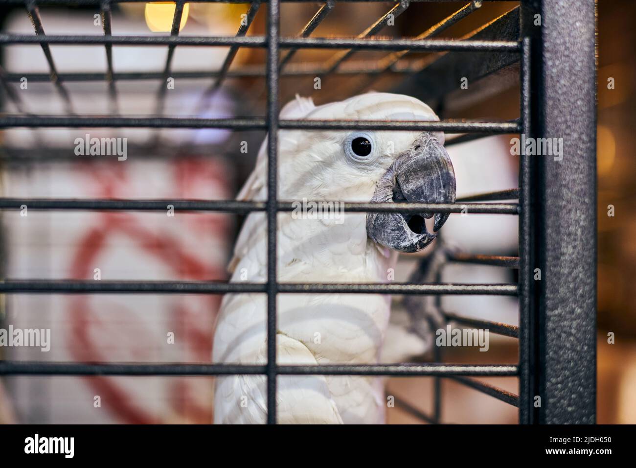 Cute white Cacatua cockatoo parrot in cage in cafe interior background