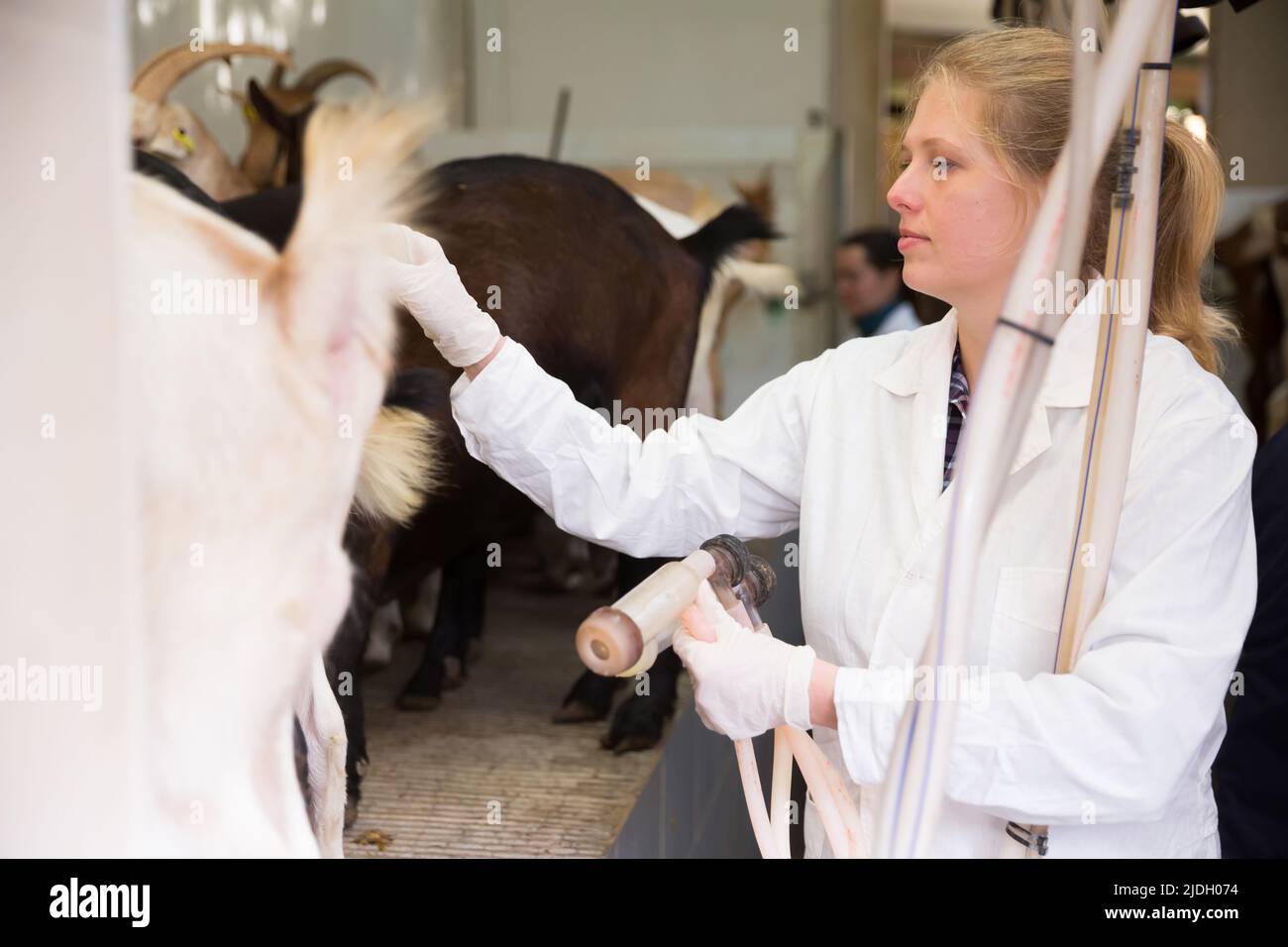 Female farmer ready for goat milking Stock Photo