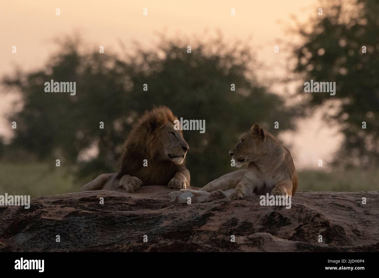A mating couple of lions (Panthera leo), Lualenyi, Tsavo Conservation ...