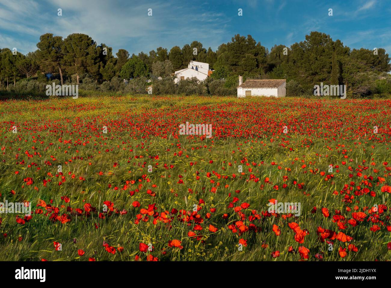 Poppy field, Castilla-La Mancha, Spain Stock Photo