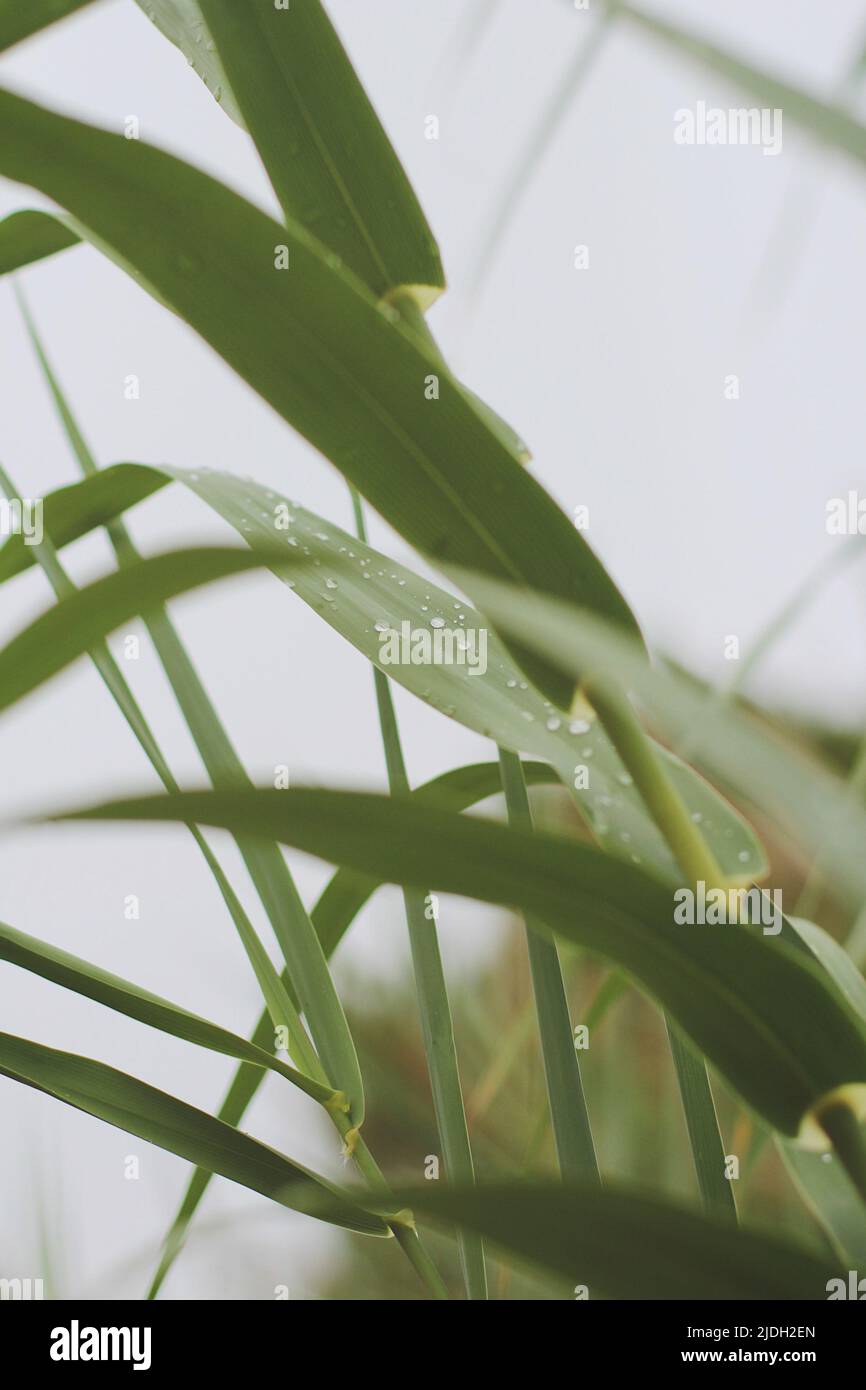 Water drops on the leaves of a bamboo plant Stock Photo