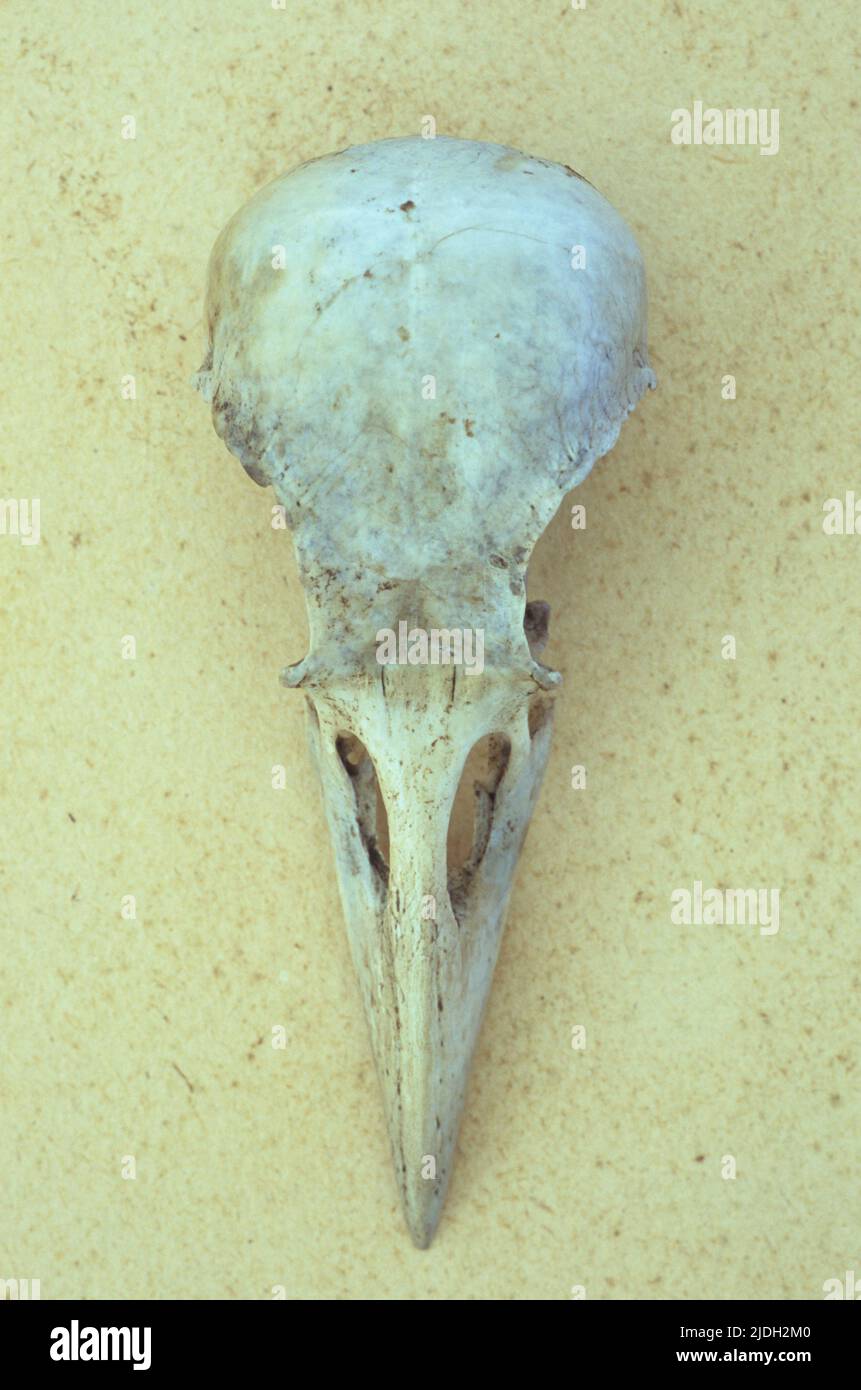 Close up of skull of Collared dove or Streptopelia decaocto lying on ...