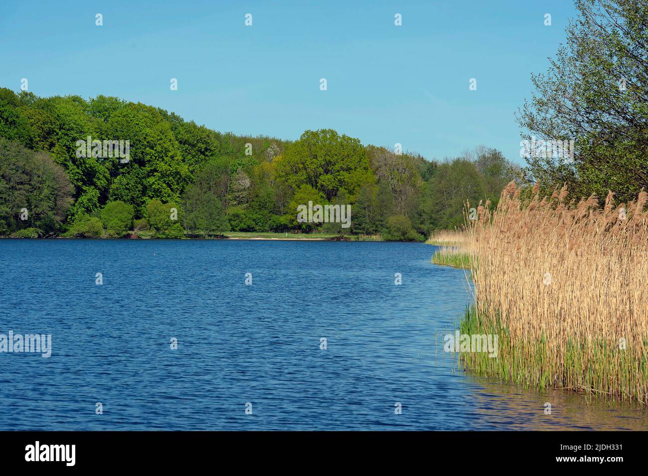 Nature reserve Westensee - forested shore and reed zone at the northern Bossee, Germany, Schleswig-Holstein Stock Photo