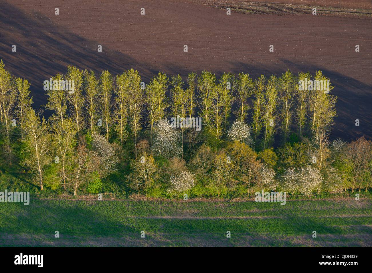 Cultural landscape with typical hedges, aerial view 05/06/2022, Germany, Schleswig-Holstein Stock Photo
