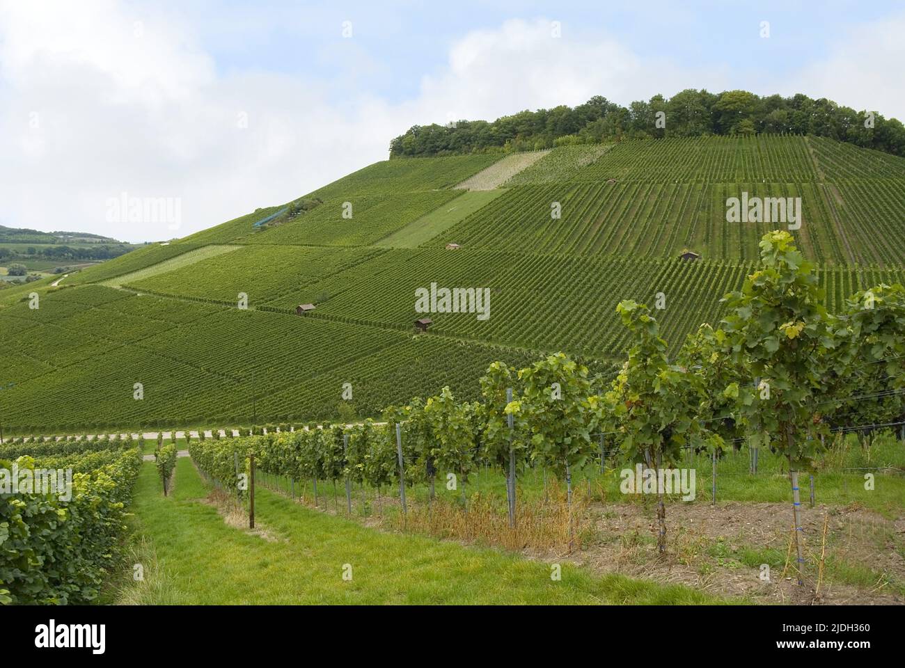 vineyards at the Schemelsberg near Weinheim, Germany, Baden