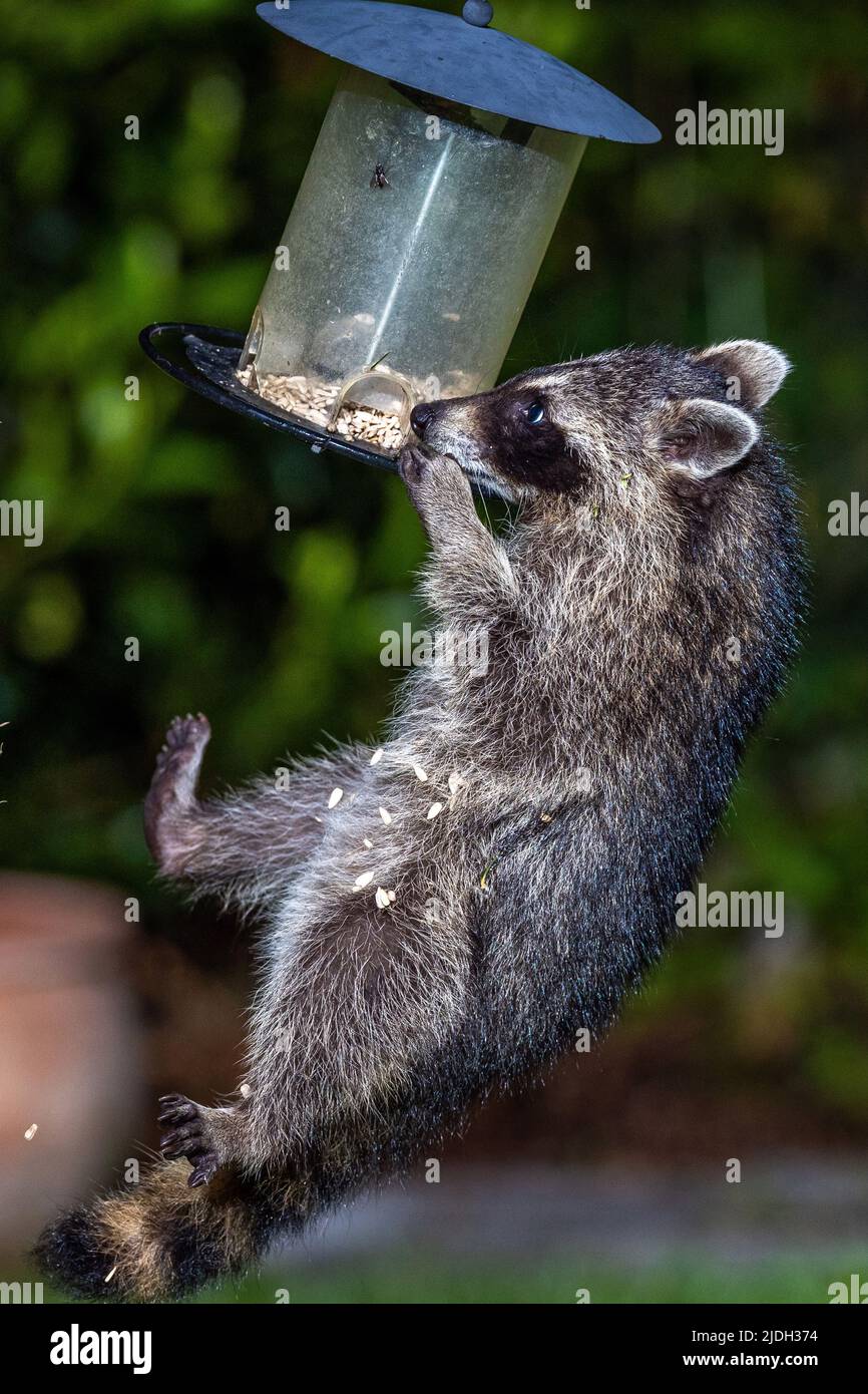 common raccoon (Procyon lotor), juvenile raccoon stealing bird seed