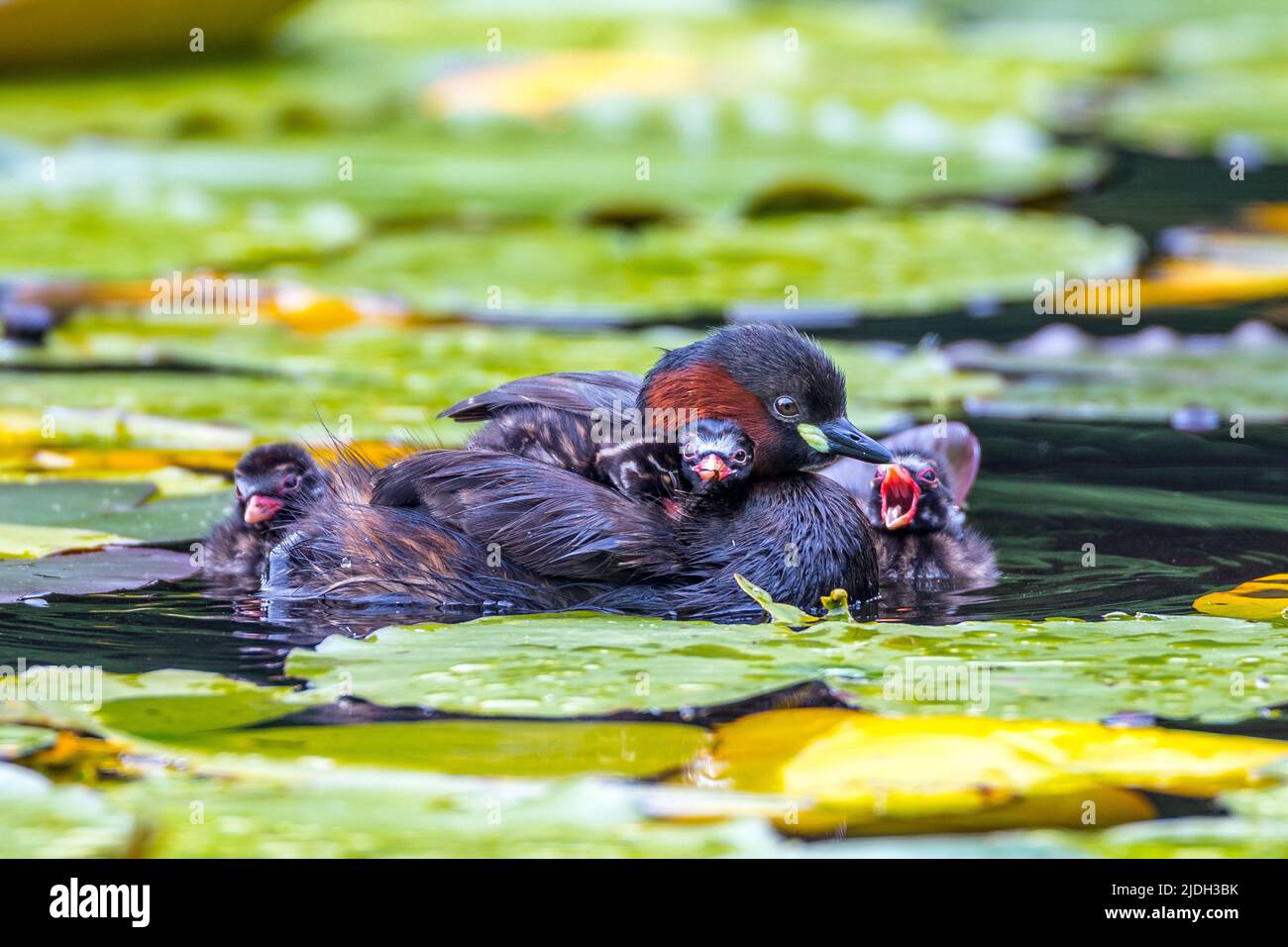 little grebe (Podiceps ruficollis, Tachybaptus ruficollis), swimming with young birds in a water lily pond, Germany, Baden-Wuerttemberg Stock Photo