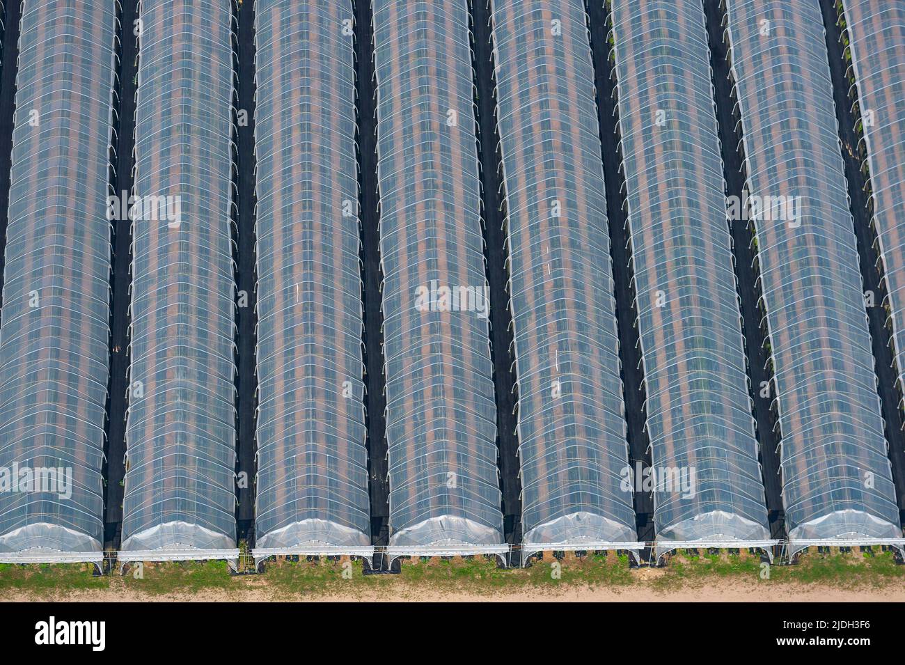 cultivation under polytunnels, aerial view 05/06/2022, Germany, Schleswig-Holstein Stock Photo