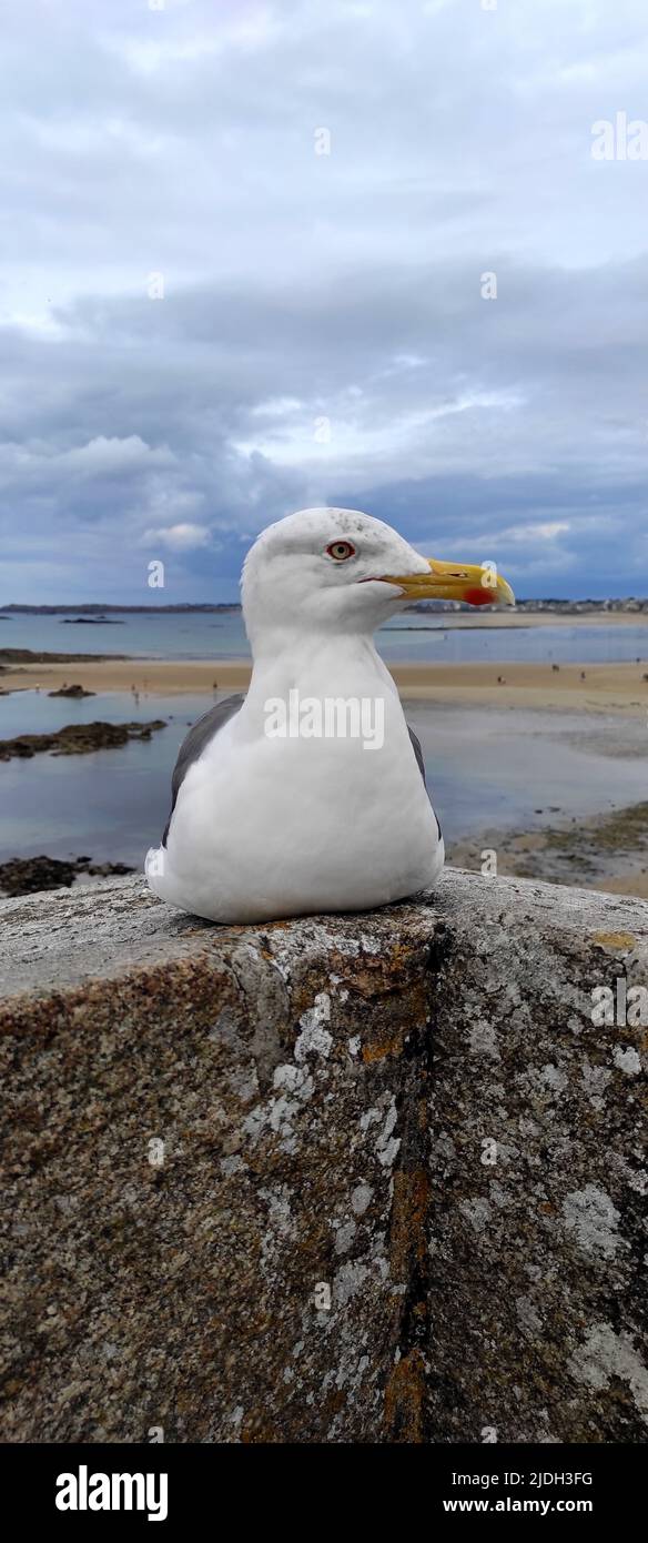 herring gull (Larus argentatus), rests on a city wall and looking