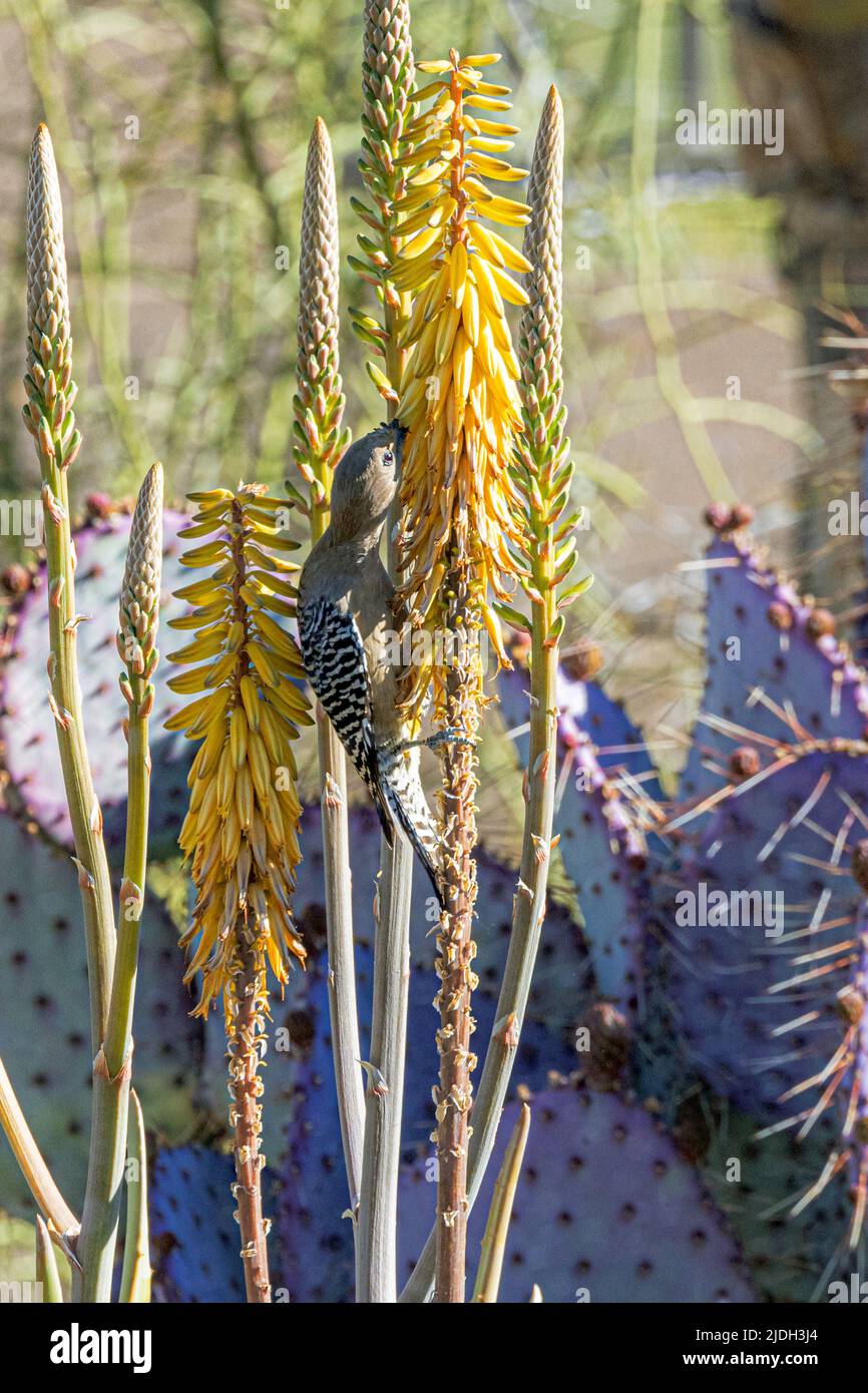 gila woodpecker (Melanerpes uropygialis), drinks nectar from Aloe flowers, USA, Arizona Stock Photo