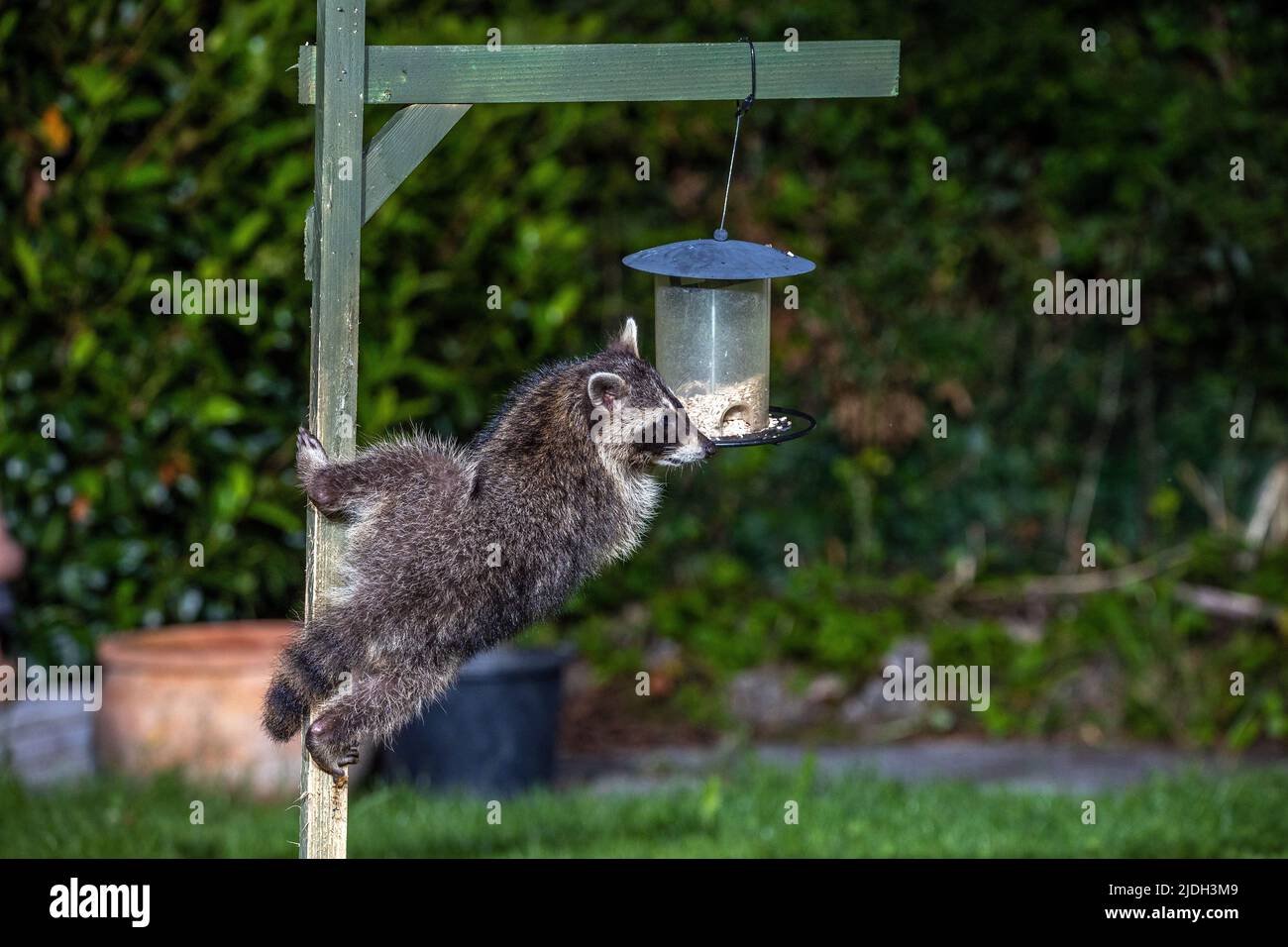 common raccoon (Procyon lotor), juvenile raccoon stealing bird seed