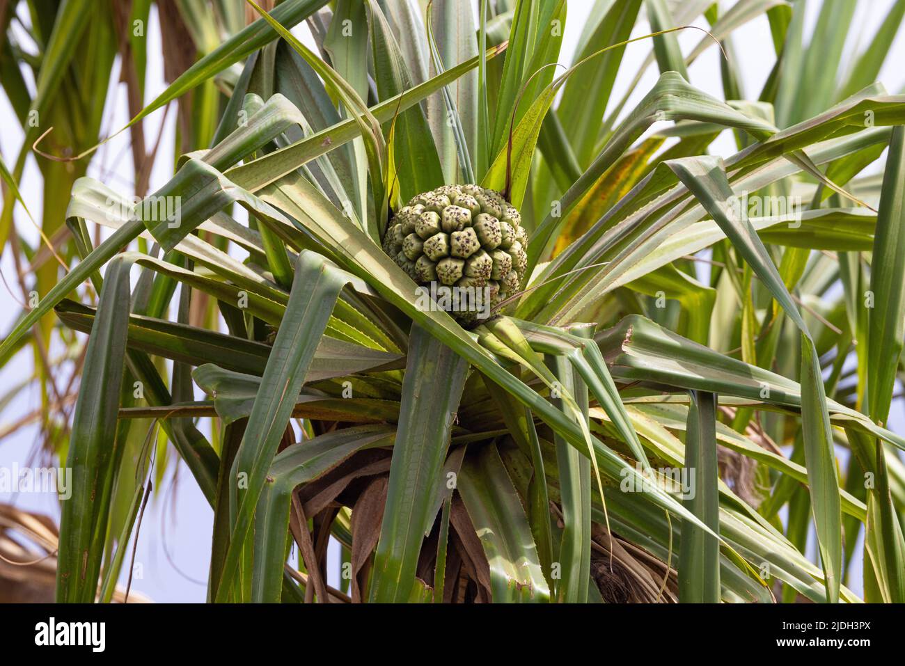 Polynesian screw pine (Pandanus tectorius), immature fruit on a tree, USA, Hawaii, Maui Stock Photo