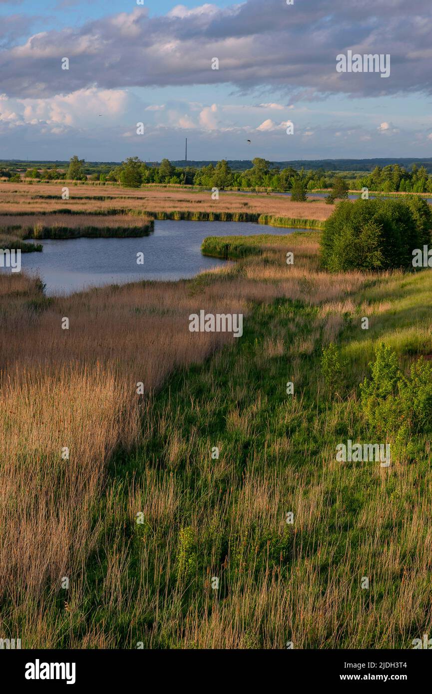 Western Oder and marshland near Staffelde with reed zone, Germany, Mecklenburg-Western Pomerania, Uckermark, Unteres Odertal National Park Stock Photo