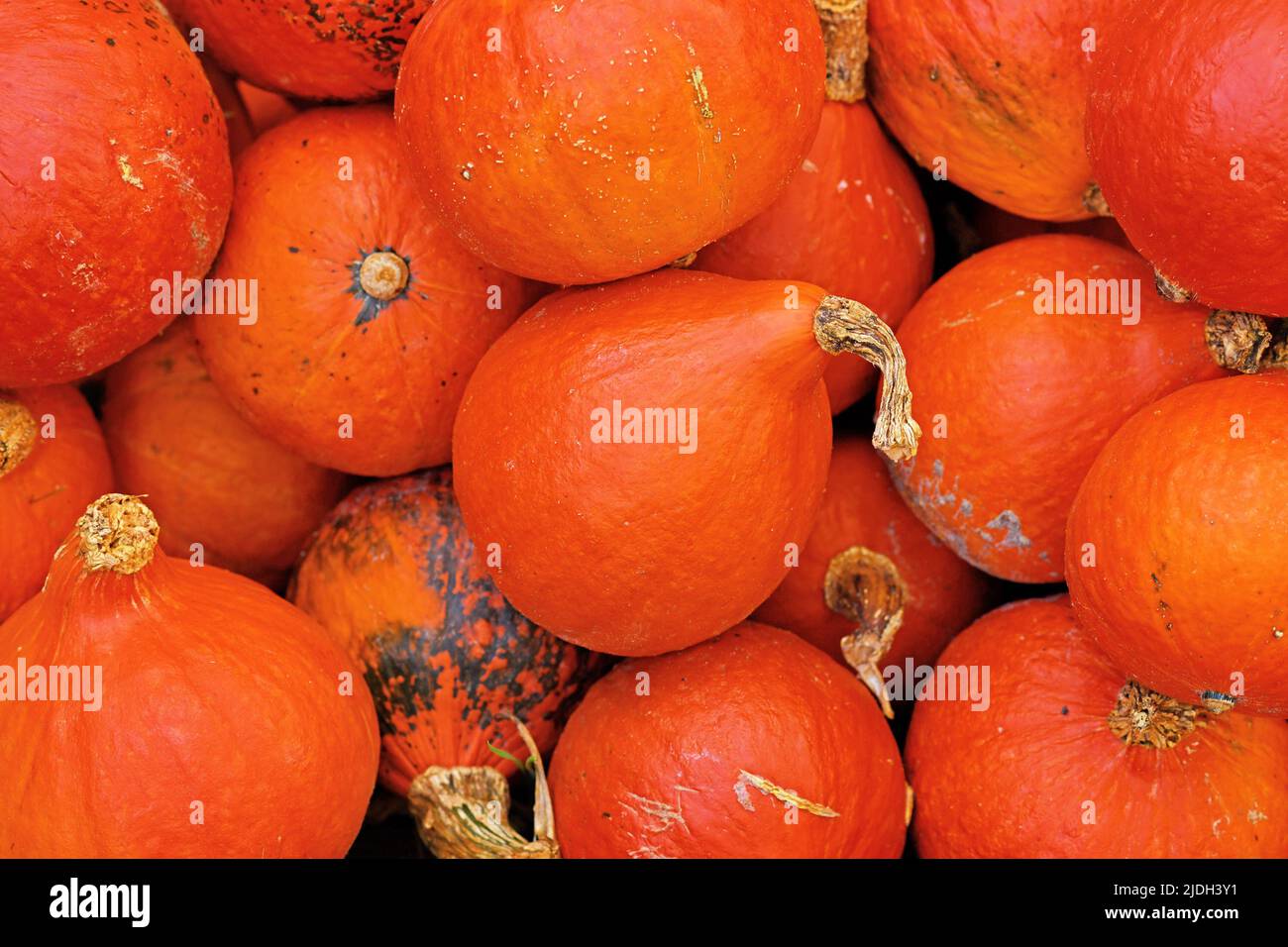 Top view of many Red Kuri Hokkaido squashes in pile of pumpkins Stock ...