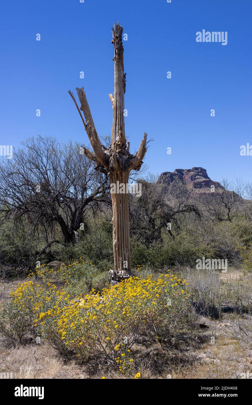 saguaro cactus (Carnegiea gigantea, Cereus giganteus), more than 200 year-old saguaro cactus destroyed by lightning puncture, USA, Arizona, Sonoran Stock Photo