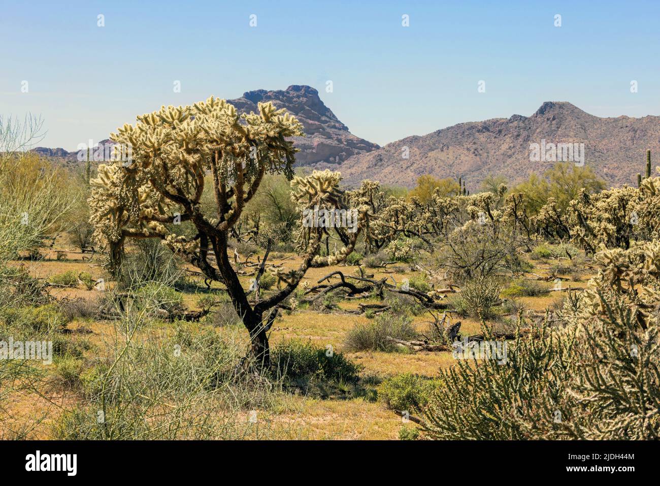 Teddybear cholla, Jumping Cholla, Silver cholla (Opuntia bigelovii, Cylindropuntia bigelovii