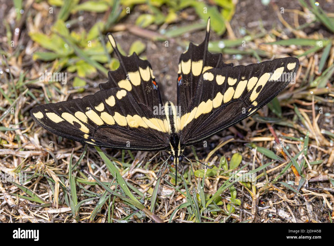 giant swallowtail (Papilio cresphontes), drinks dewdrops from the grass, USA, Arizona, Sonoran Stock Photo