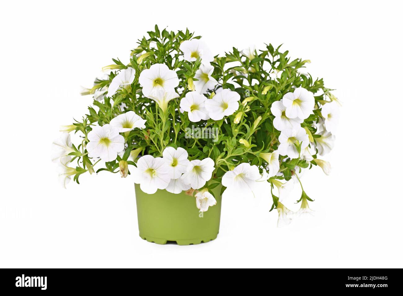 Potted Calibrachoa plant with white flowers on white background Stock Photo