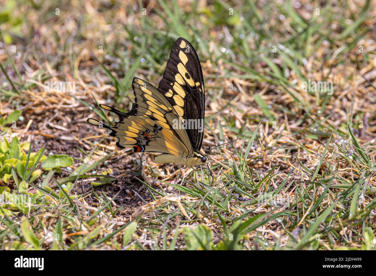 giant swallowtail (Papilio cresphontes), drinks dewdrops from the grass, USA, Arizona, Sonoran Stock Photo