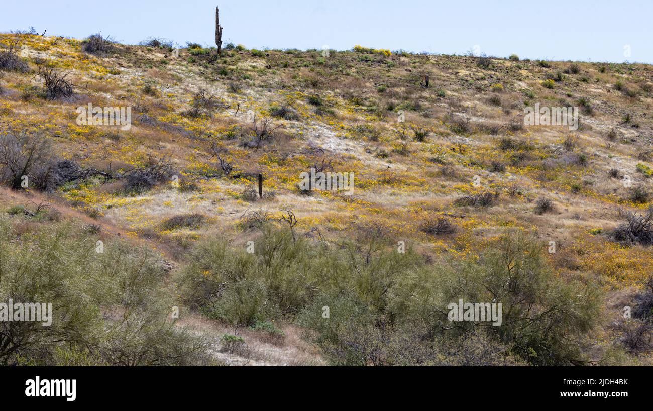 Californian poppy, California poppy, gold poppy (Eschscholzia californica), slope with lots of flowers, USA, Arizona, Sonoran Stock Photo