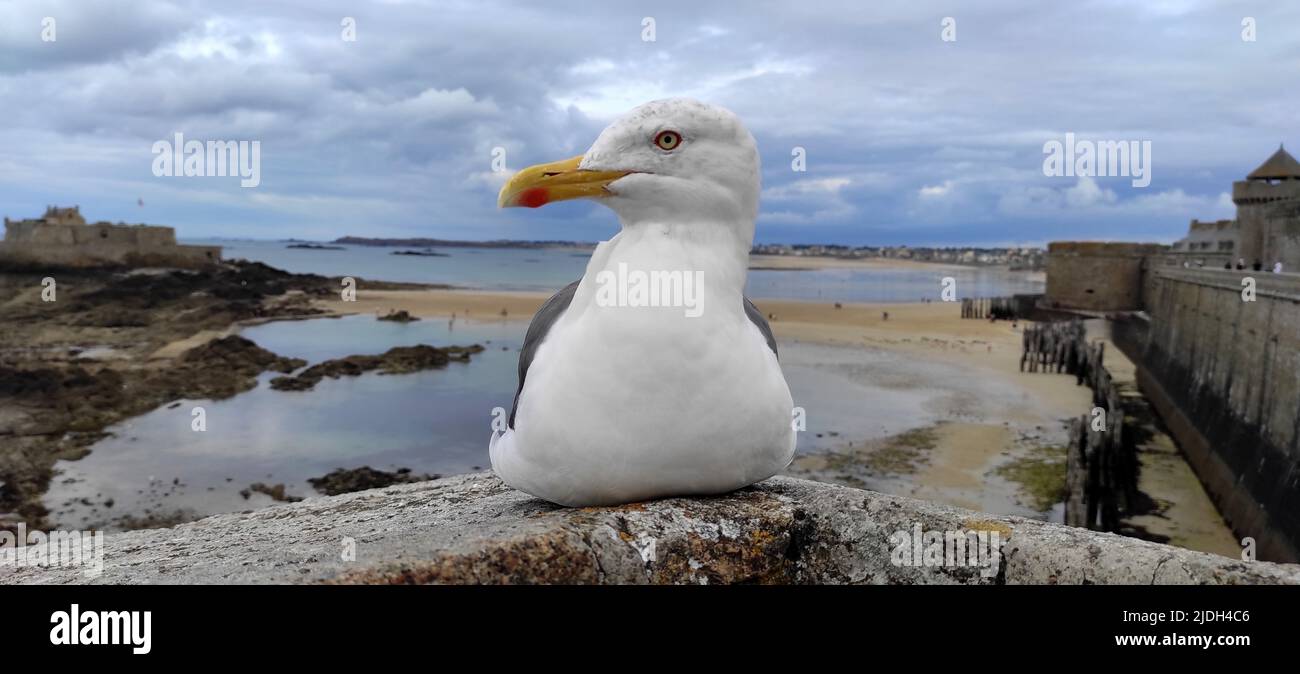 herring gull (Larus argentatus), rests on a city wall and looking
