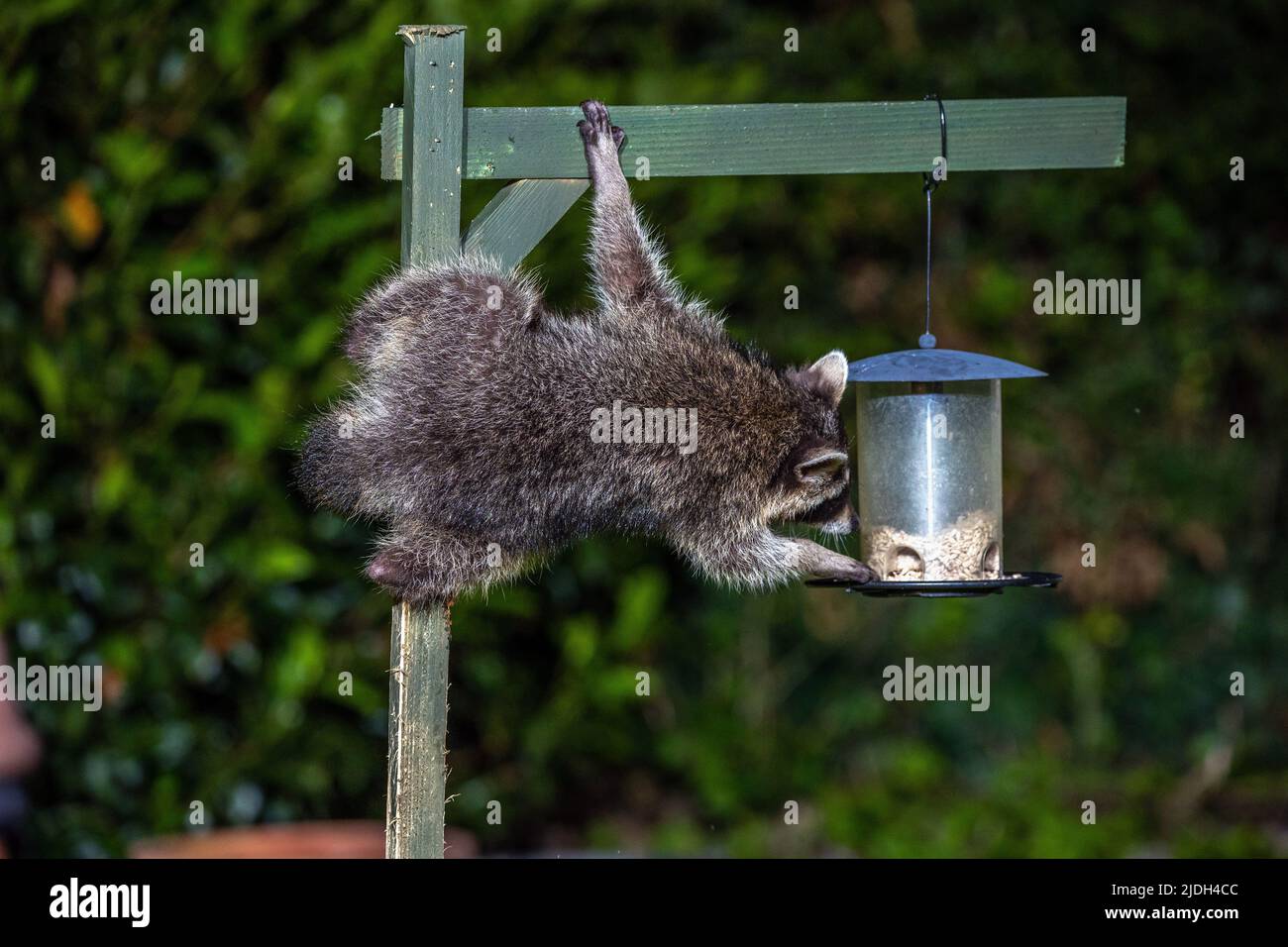 common raccoon (Procyon lotor), juvenile raccoon stealing bird seed