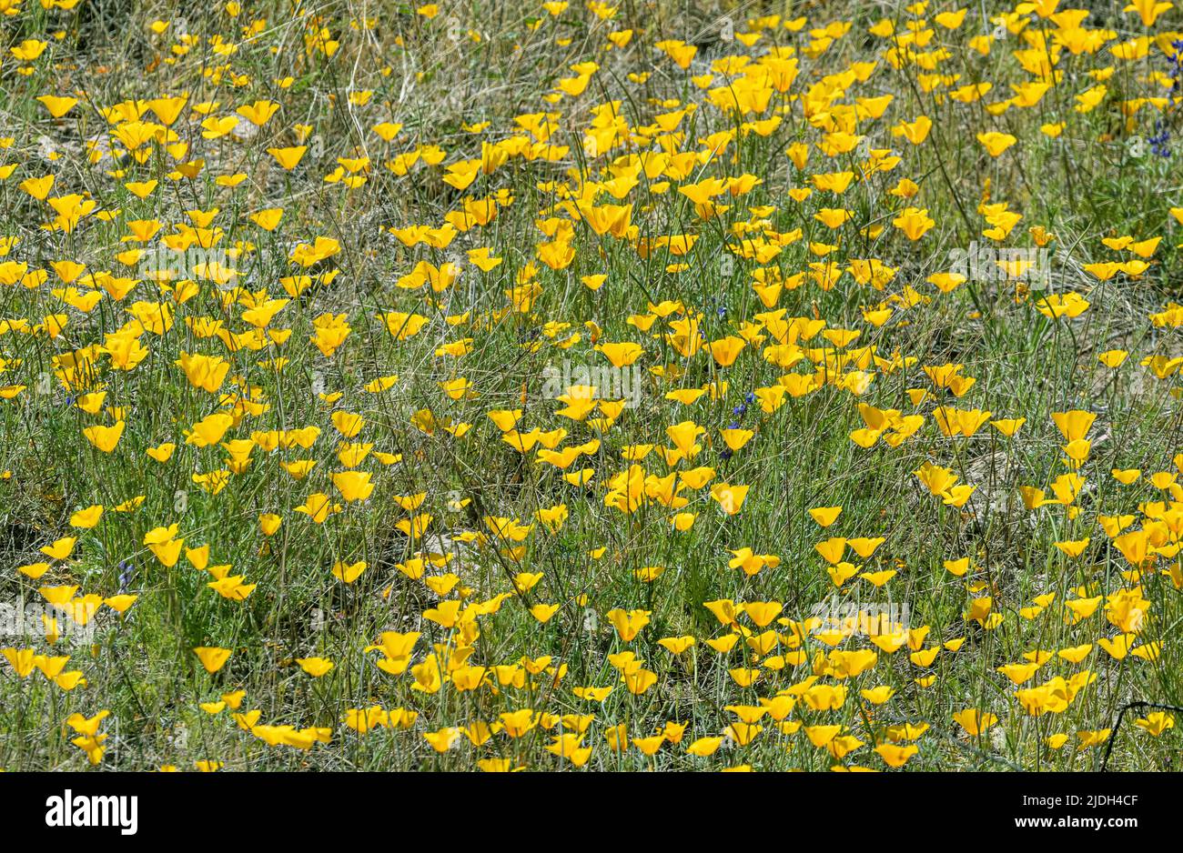 Californian poppy, California poppy, gold poppy (Eschscholzia californica), lots of flowers, USA, Arizona, Sonoran Stock Photo
